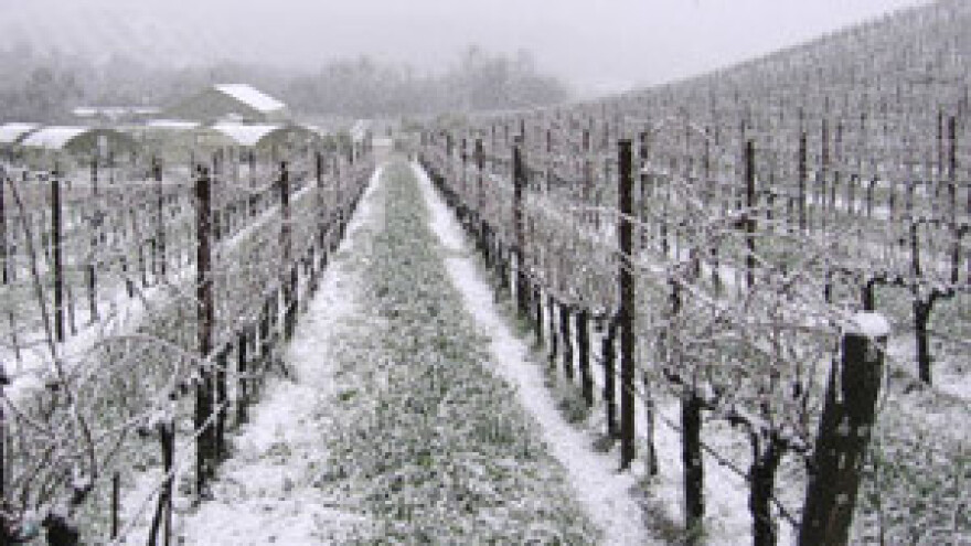 Urod grožđa će biti smanjen i do 70 posto?