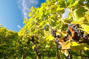 Hrvatske vinare čekaju teški dani u Europskoj uniji