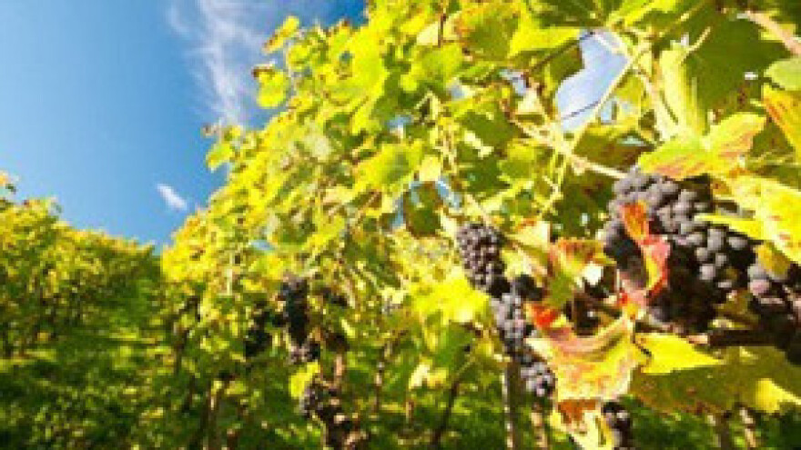 Hrvatske vinare čekaju teški dani u Europskoj uniji