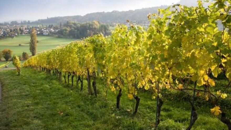 Baranja domaćin Surduk festivala