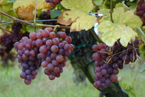 Početak projekta Wine tour