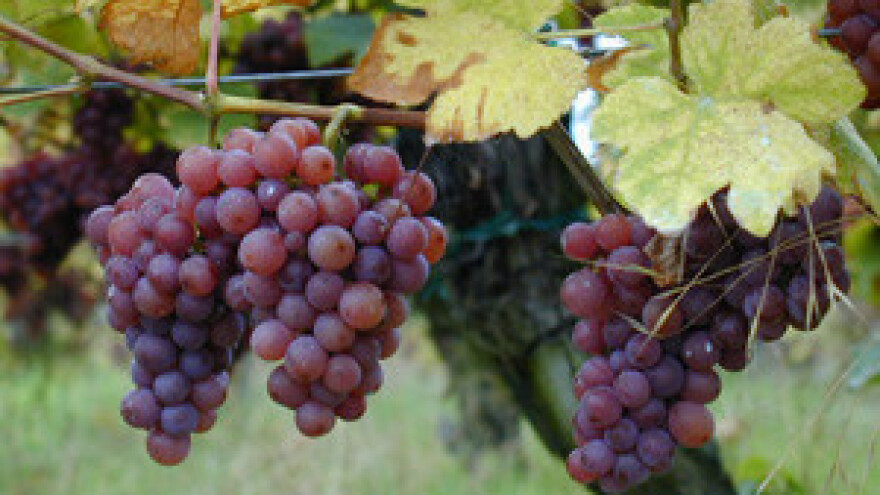 Početak projekta Wine tour