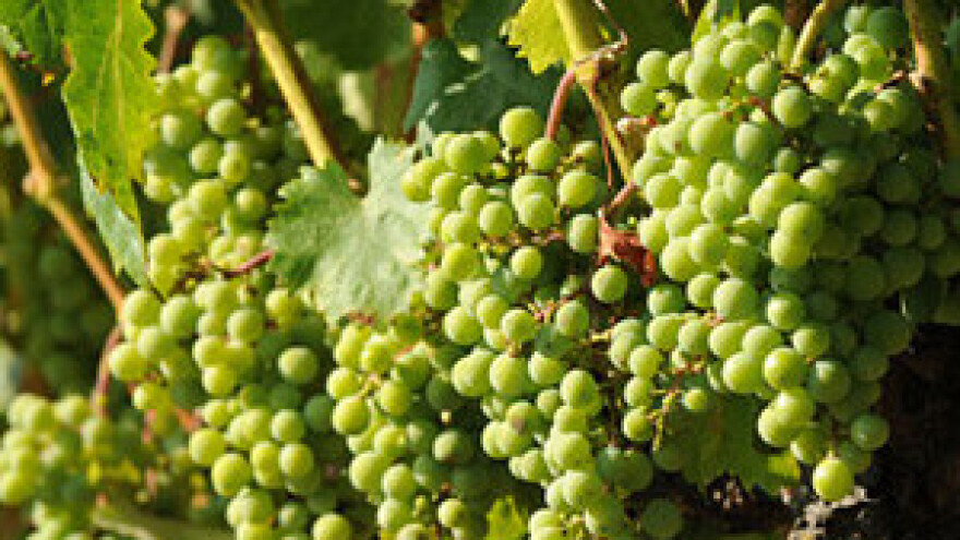 Zaštita vinove loze u početku  njenog razvoja