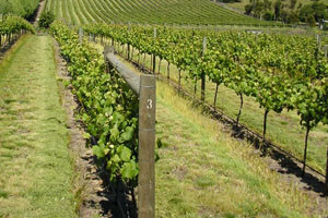 Korovi u vinogradu - mogućnosti suzbijanja