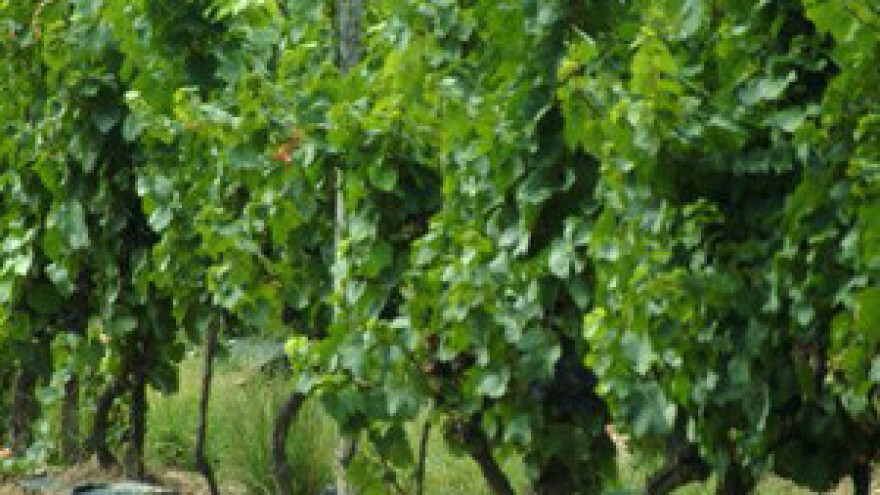 Crna pjegavost - vrlo opasna bolest vinove loze