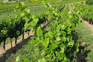 Cestu do Čobankovićeva vinograda gradio HV?