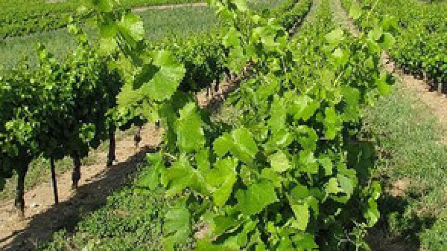 Cestu do Čobankovićeva vinograda gradio HV?