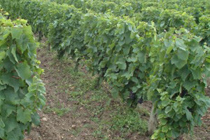 Vinska cesta "Frankovka" za razvoj eno-gastroturizma