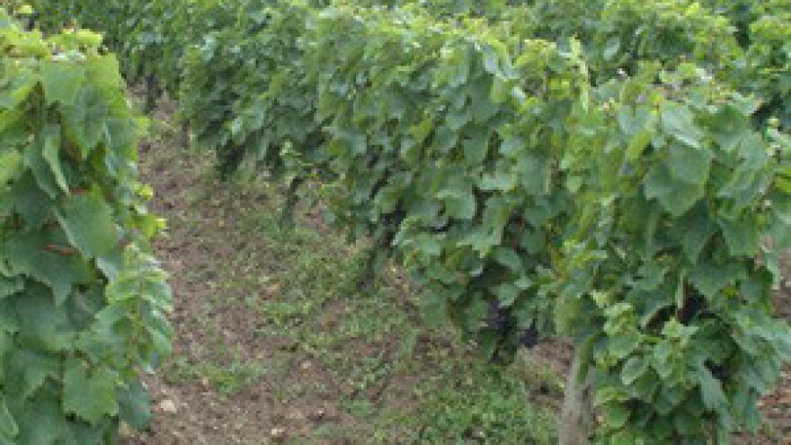 Vinska cesta "Frankovka" za razvoj eno-gastroturizma