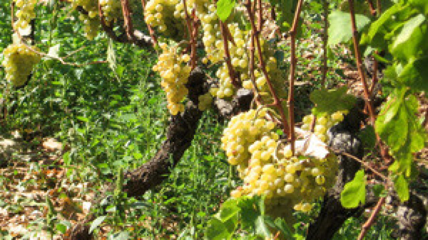 Nagrađena butelja "školskog" rizlinga