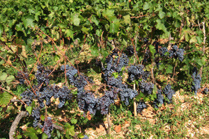 "Wine Touru" odobren novac EU