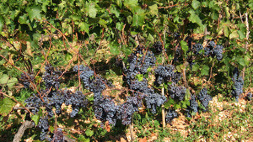 "Wine Touru" odobren novac EU