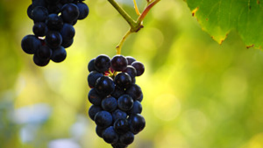 Mreža koja štiti lozu i s bočne stane