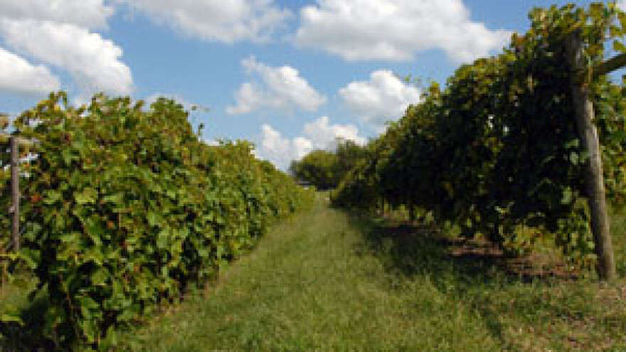 Dobar život od 30 tisuća butelja