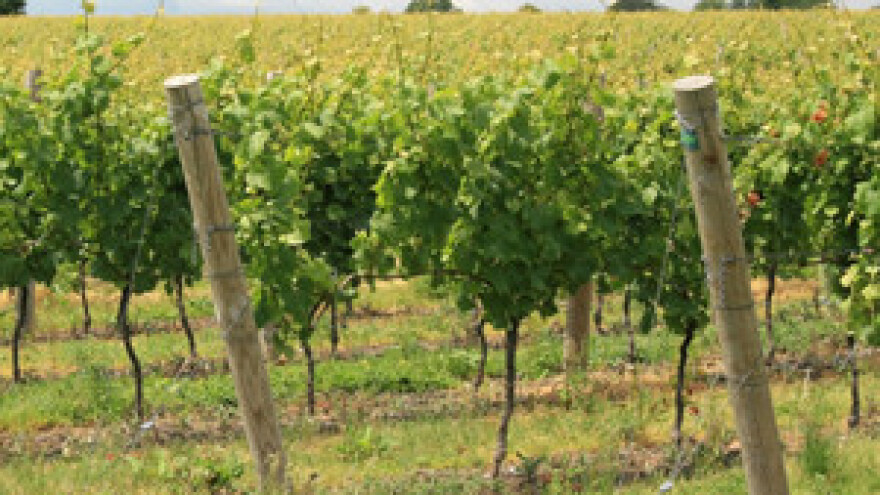 Feričanici i Beremend traže EU novac za vinsku cestu