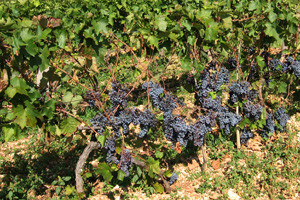 Zabrana sadnje novih vinograda ide i dalje