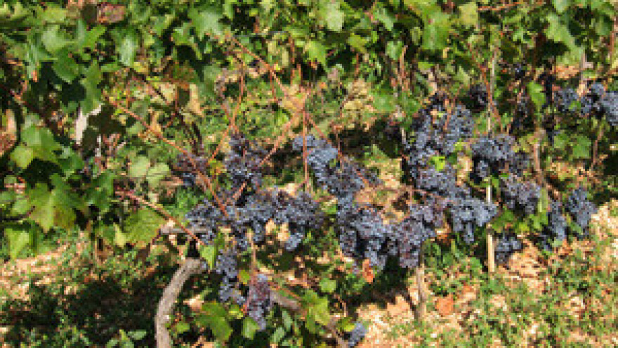 Zabrana sadnje novih vinograda ide i dalje