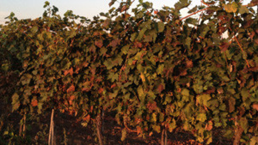 Sve češće krađe po poljima, vrtovima, vinogradima