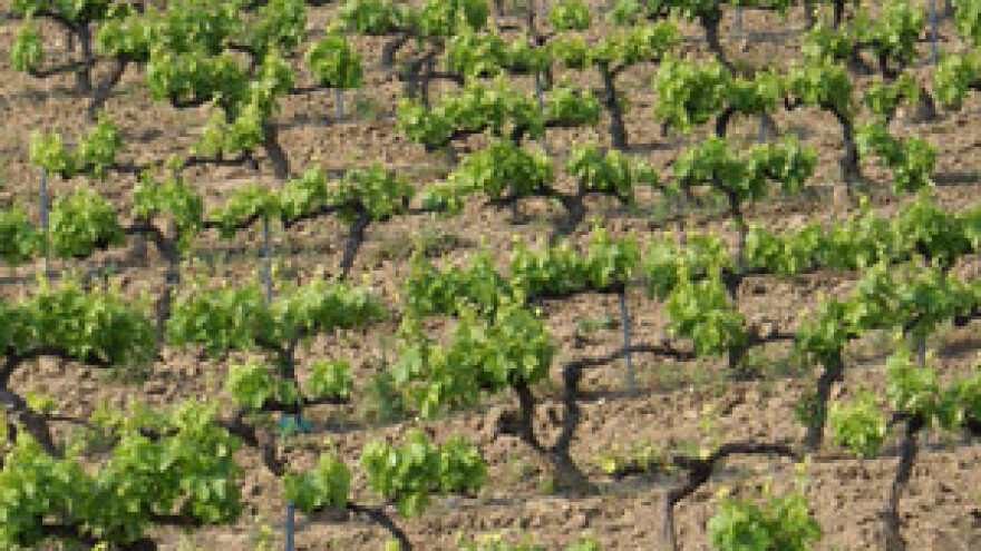 Vinski kralj ledenih berbi zasadio novih 20 tisuća trsova