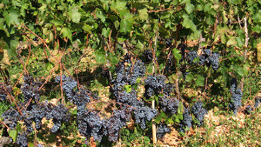 Zadruge - interesa malo, a korist velika