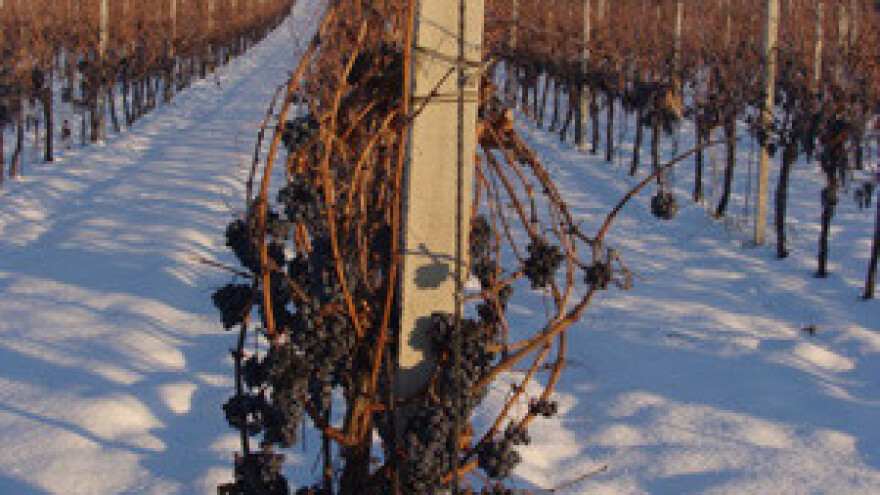 Analiza berbe grožđa 2012.