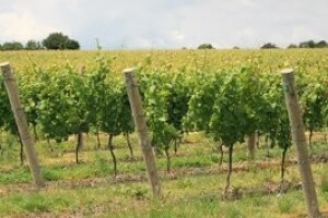 Izravnom pogodbom do državnog zemljišta