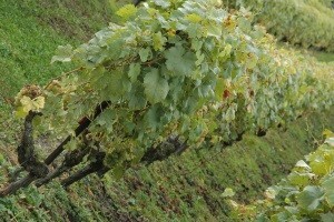 Iskrčiti vinograde zaražene infektivnom žuticom!
