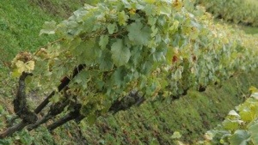 Iskrčiti vinograde zaražene infektivnom žuticom!