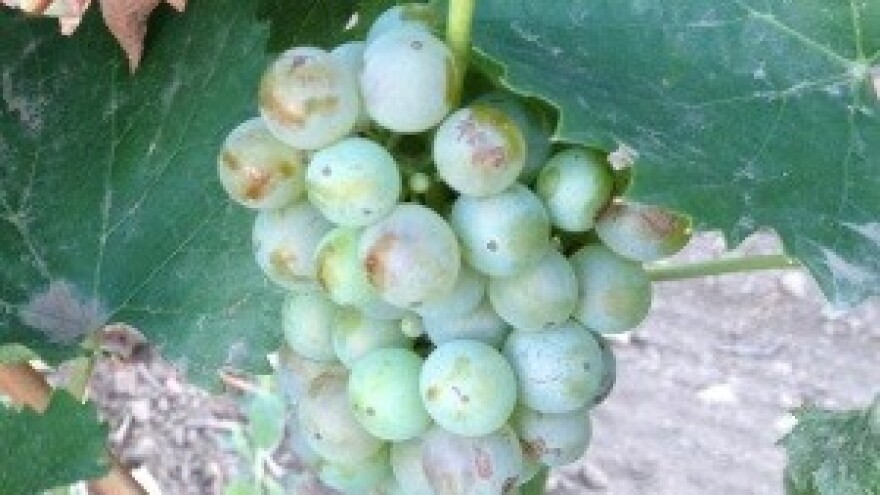 Bodren priprema gradnju ekskluzivnog vinskog kompleksa