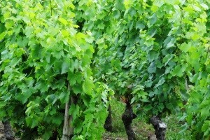 Proljetna gnojidba vinograda