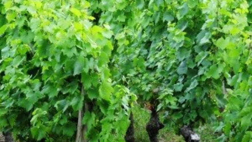 Proljetna gnojidba vinograda