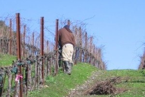 Rezidbom vinograda do planiranog prinosa