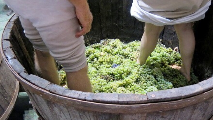 Greške u podrumarenju i EU pravila koštaju hobiste