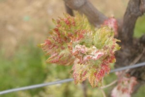 Bayer savjeti za vinogradare 20.-26.04.2015.