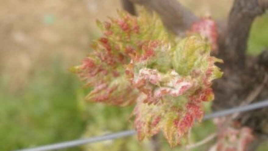 Bayer savjeti za vinogradare 20.-26.04.2015.