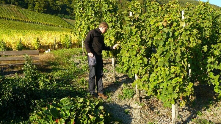 Pregledajte vinograde radi mogućih štetnika!