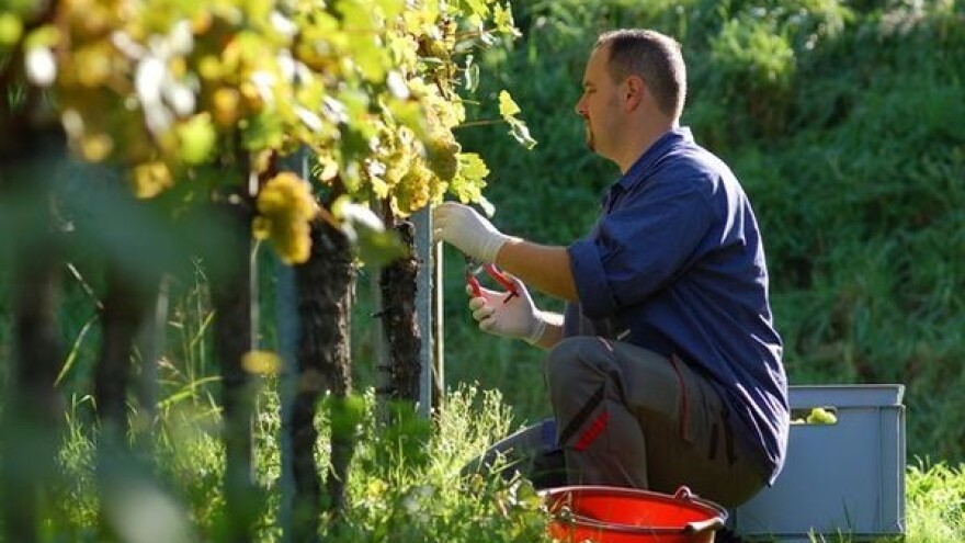 Čudesna djela prirode - loza stara 70 godina!