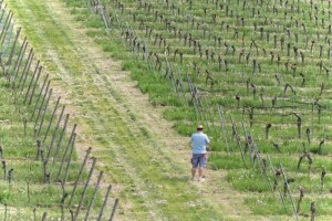 Italija ponovo na svjetskom vrhu po proizvodnji vina