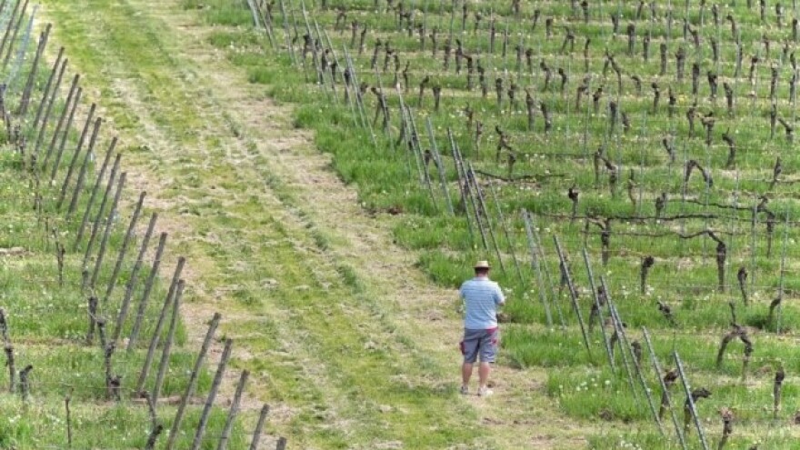 Italija - opet najveći svetski proizvođač vina