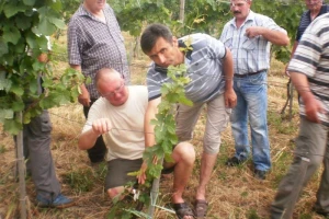U vinogradu svaki dan tjeraju doktora van!
