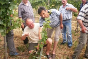 U vinogradu svaki dan tjeraju doktora van!
