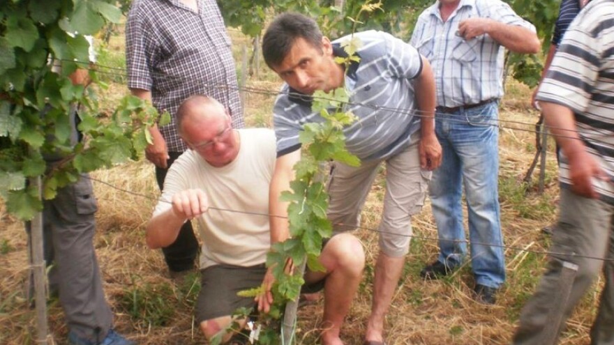 U vinogradu svaki dan tjeraju doktora van!
