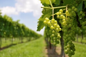Na vrijeme zaštitite vinograd od crne pjegavosti