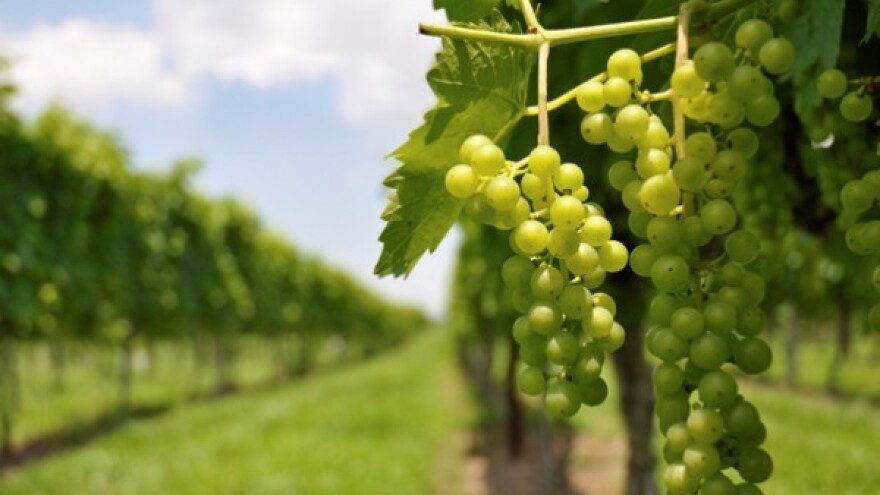 Na vrijeme zaštitite vinograd od crne pjegavosti