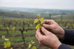 Vinogradari - pripremite se!