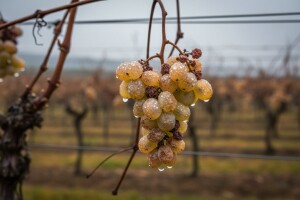 Vinogradari se nisu dali prevariti