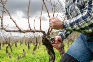 Vinogradari, uklonite sve bolesne i sumnjive trsove - uočene eska, eutipoza i Petrijeva bolest