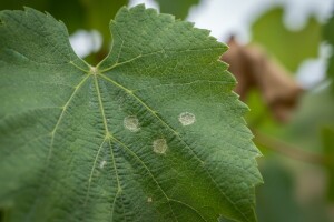 Vinogradari, zaštitite vinograd od opasnih bolesti