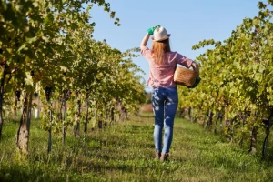 Strane studentice u Kutjevačkom vinogorju