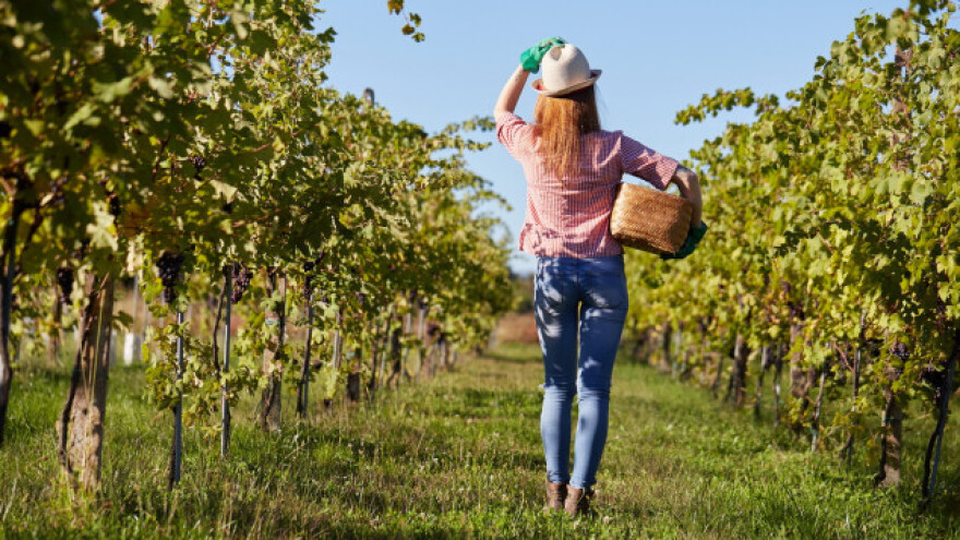 Strane studentice u Kutjevačkom vinogorju